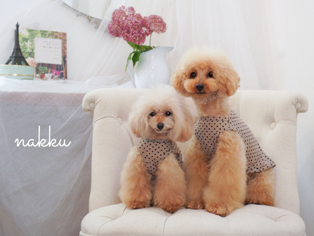 ボートネックタンクトップ・ピンドットボートネック2ブロックワンピース・ピンドット入荷しました