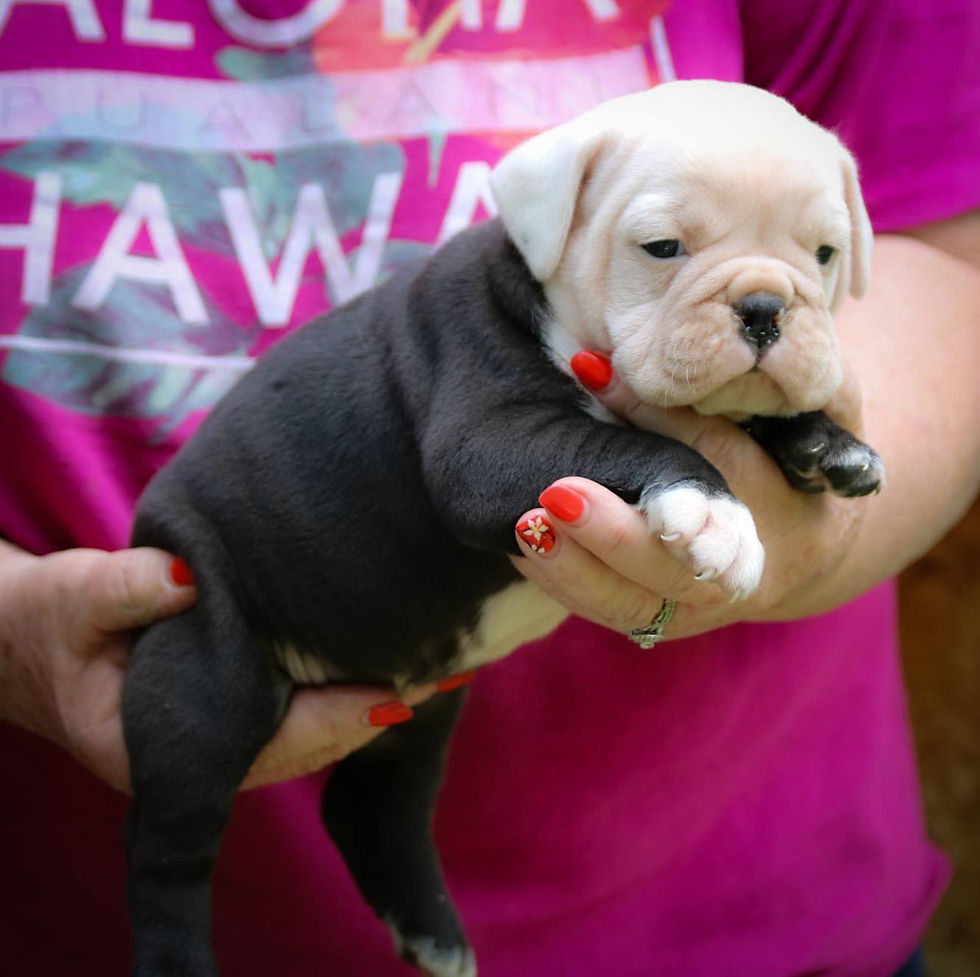 Olde English Bulldog Puppies - Tiki1