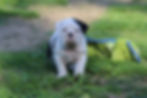 Nunley Ranch Bulldogges Female Pup Blossom3
