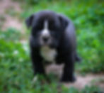 Olde English Bulldog Puppies - Mojo4