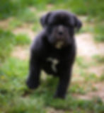 Olde English Bulldog Puppies - Mako1