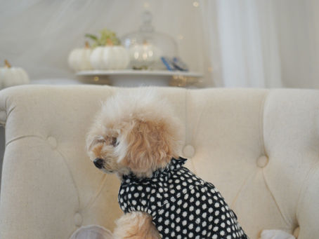 アンゴラニットフリルワンピ入荷しました