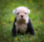 Olde English Bulldog Puppies - Tiki3