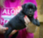 Olde English Bulldog Puppies - Mako4