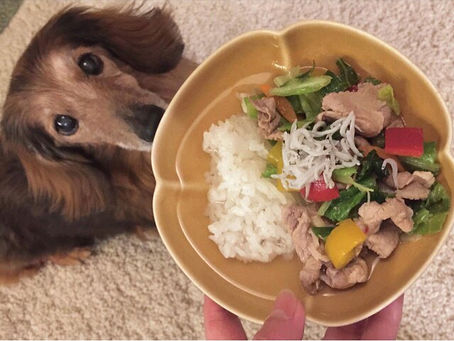 6月9日7月7日(土)ペット食育士2級認定講座開催