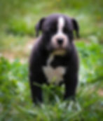 Olde English Bulldog Puppies - Coco3