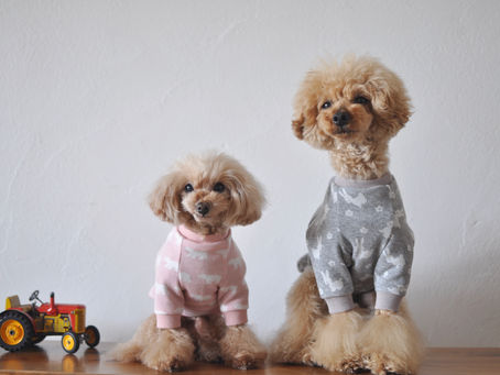 森のうさぎ＆森のくま　入荷しました