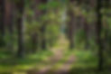 Beautiful view from inside the forest. Autumn landscape. Path in a pine forest. Walk in th