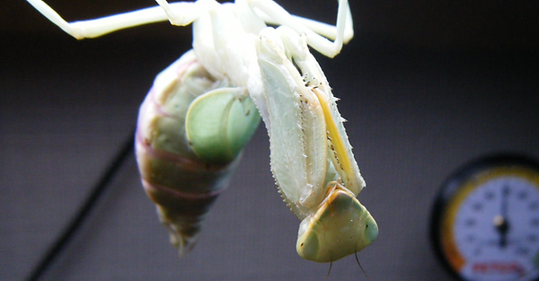 DSCF0367-JPG.png