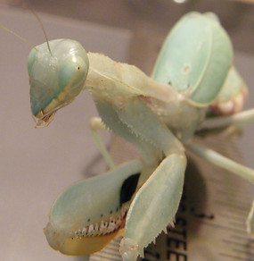 DSCF0338.JPG