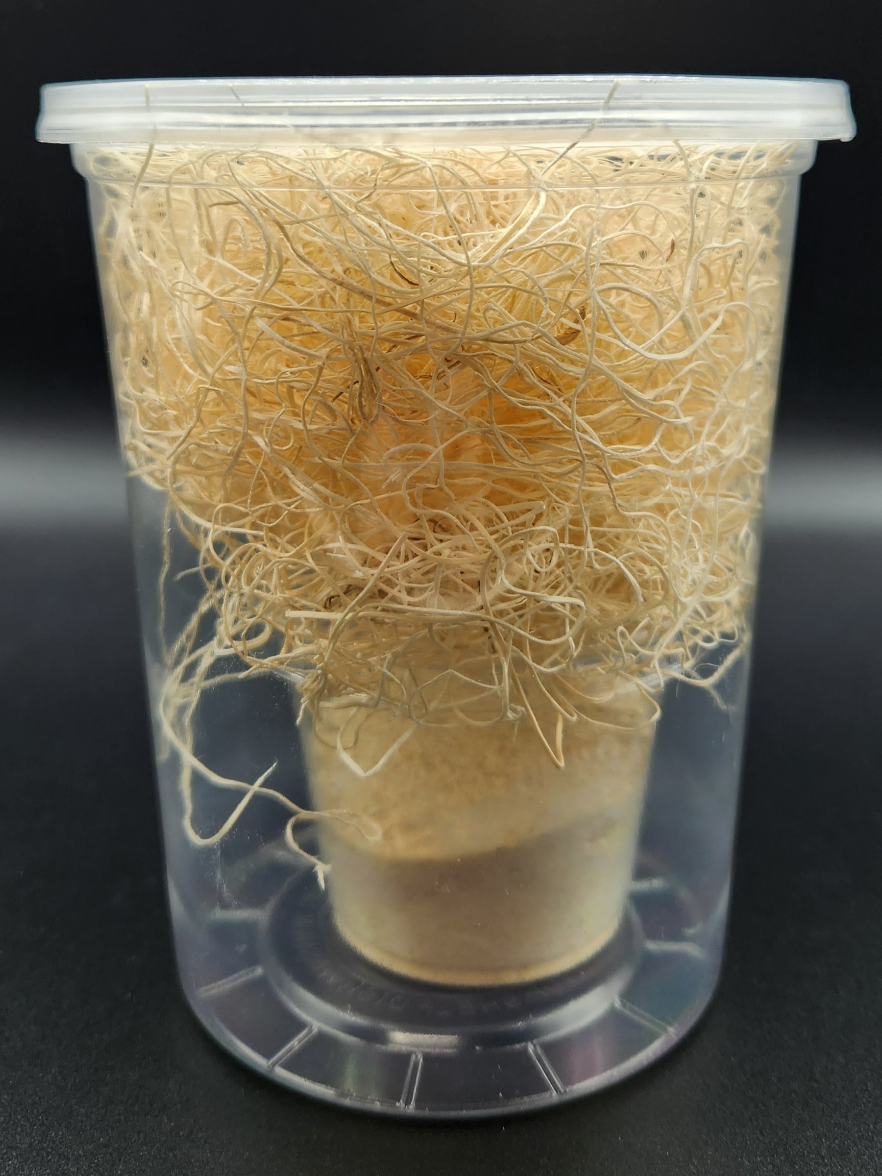 Fruit Fly Culture Refill Kit (Flies Not Included)