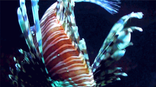 CAVE-GIF-2-LESS-FRAMES-500.gif