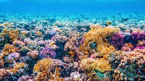 Great Barrier Reef in volle glorie