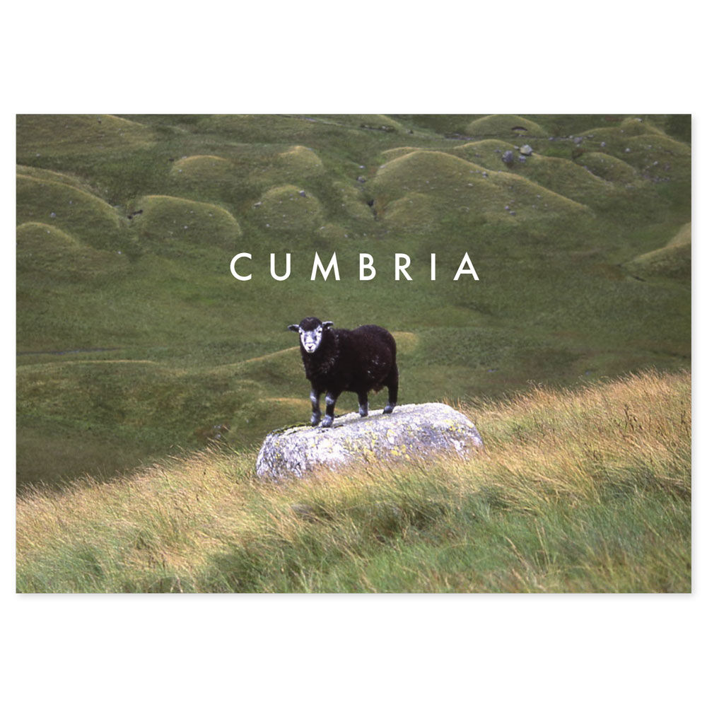 Cumbria Sheep
