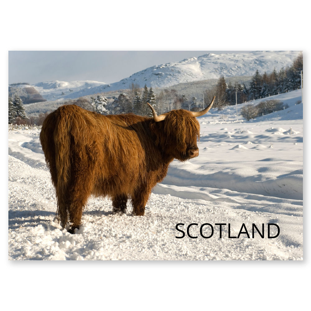 Inverness Highland Cow Farr
