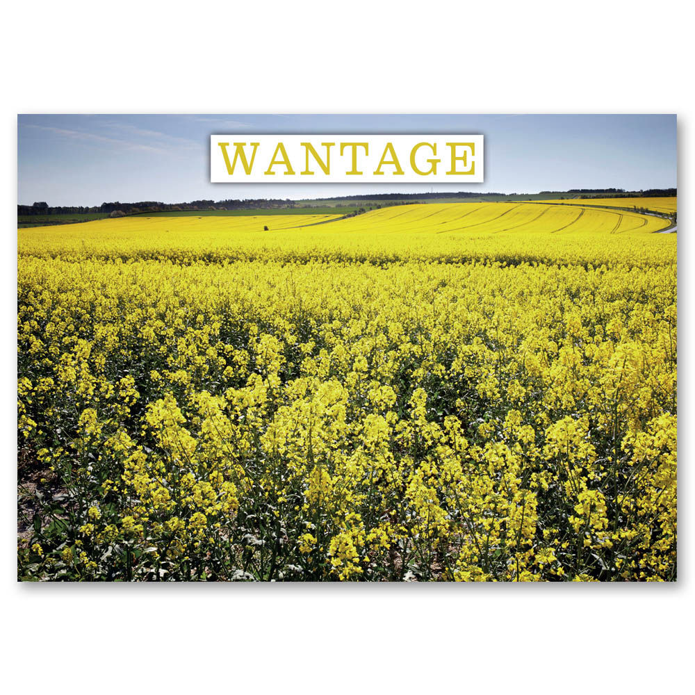 Wantage Rapeseed Fields