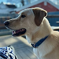 bowdie.jpg