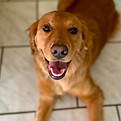 sadie.jpg