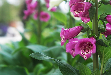 plants foxgloves