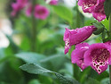 Purple Foxglove 