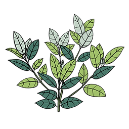 drawn green kratom leaves