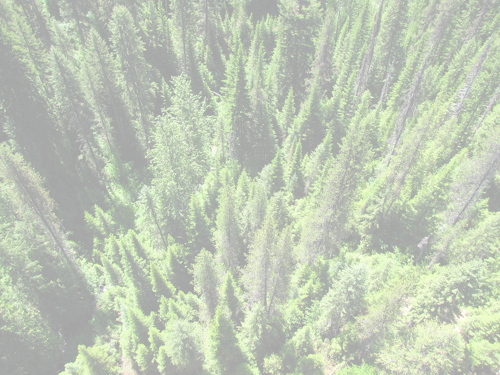 Aerial view of a dense green coniferous forest