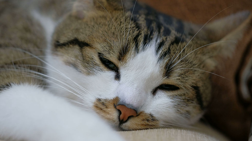 relaxed-tabby-cat-close-up-2026-01-29-00-21-33-utc.mp4