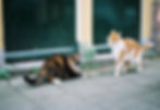 An orange-and-white cat displays angry body language toward a black, white, and orange calico cat, who has similar body language
