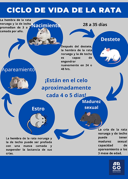 Ciclo de vida del roedor o ratones