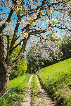 Widacher-Fruehling-1200x900.jpg