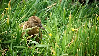 3-Weka.webp