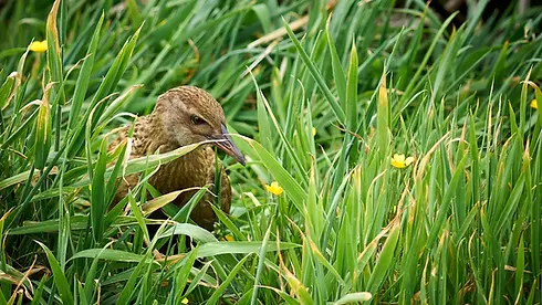 3-Weka.webp