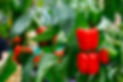 how-to-grow-bell-peppers-662134a4a6399.jpg