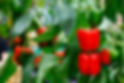 how-to-grow-bell-peppers-662134a4a6399.jpg