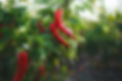 how-to-grow-hot-peppers-0622-75c78a302b364a3cbcd2930cab6e627b.jpg