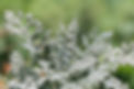 how-to-grow-and-care-for-dusty-miller-4689234-6-6b4517701b5e4c1abe18b37b75b946d1.jpg