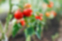 tomato-plants-0722-647d17c25af444288062e5c39d3e115b.jpg