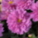 dahlia_dalina_grande_cozumel_dahlia_gc_dahco_01.jpg