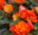 BEGO_NSTOPFLAM_T59796_edited.jpg