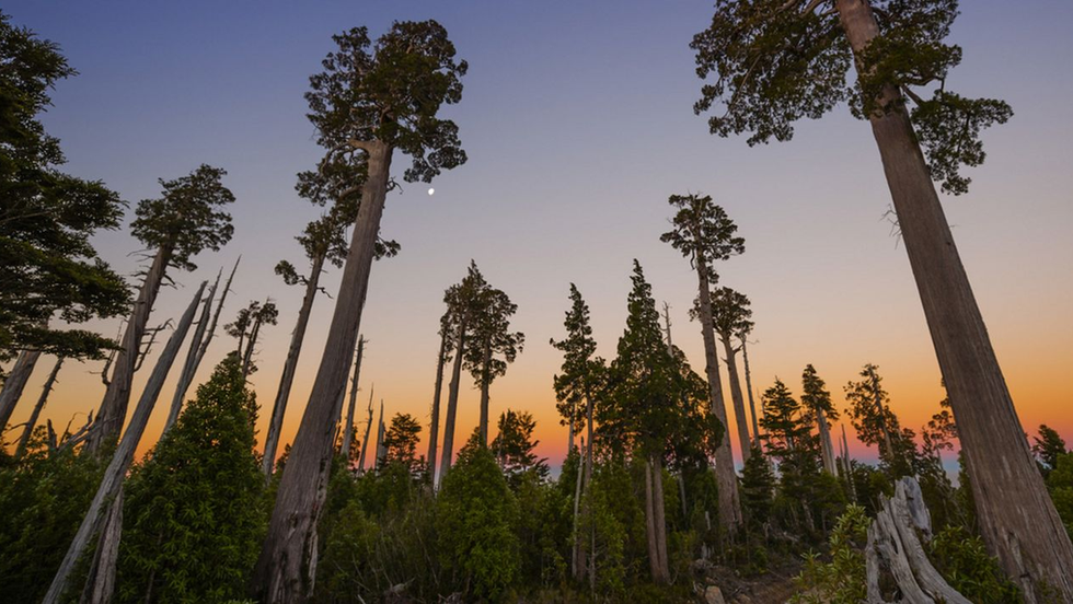 Ensayo sobre los alerces, por Alfonso Matus.