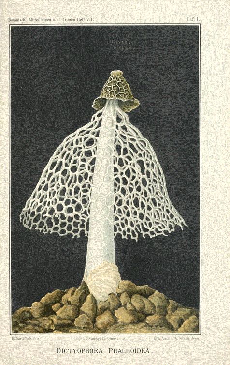 Brasilische-Pilzblumen-1895
