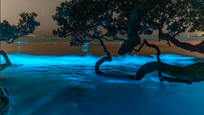 How to Capture Bioluminescence