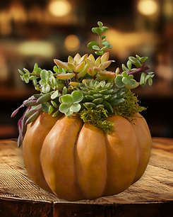 succulent pumpkin.png