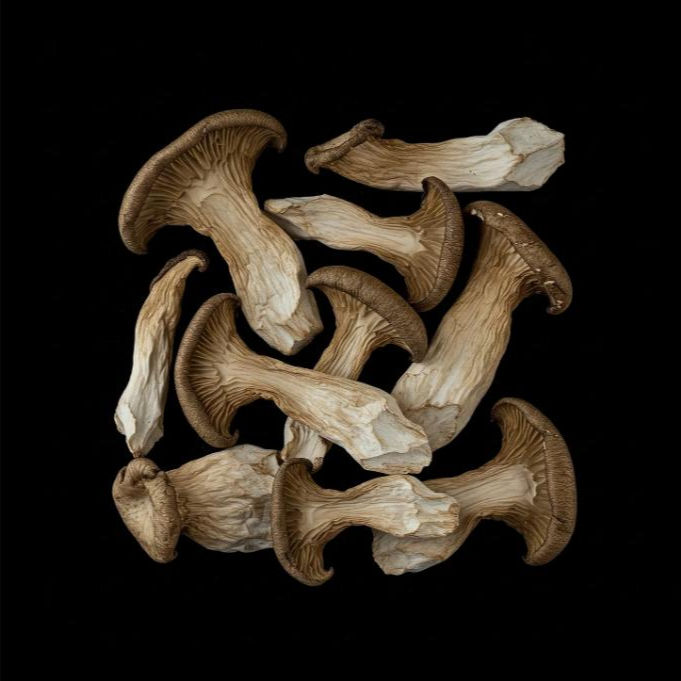 Dry King Oyster Mushroom