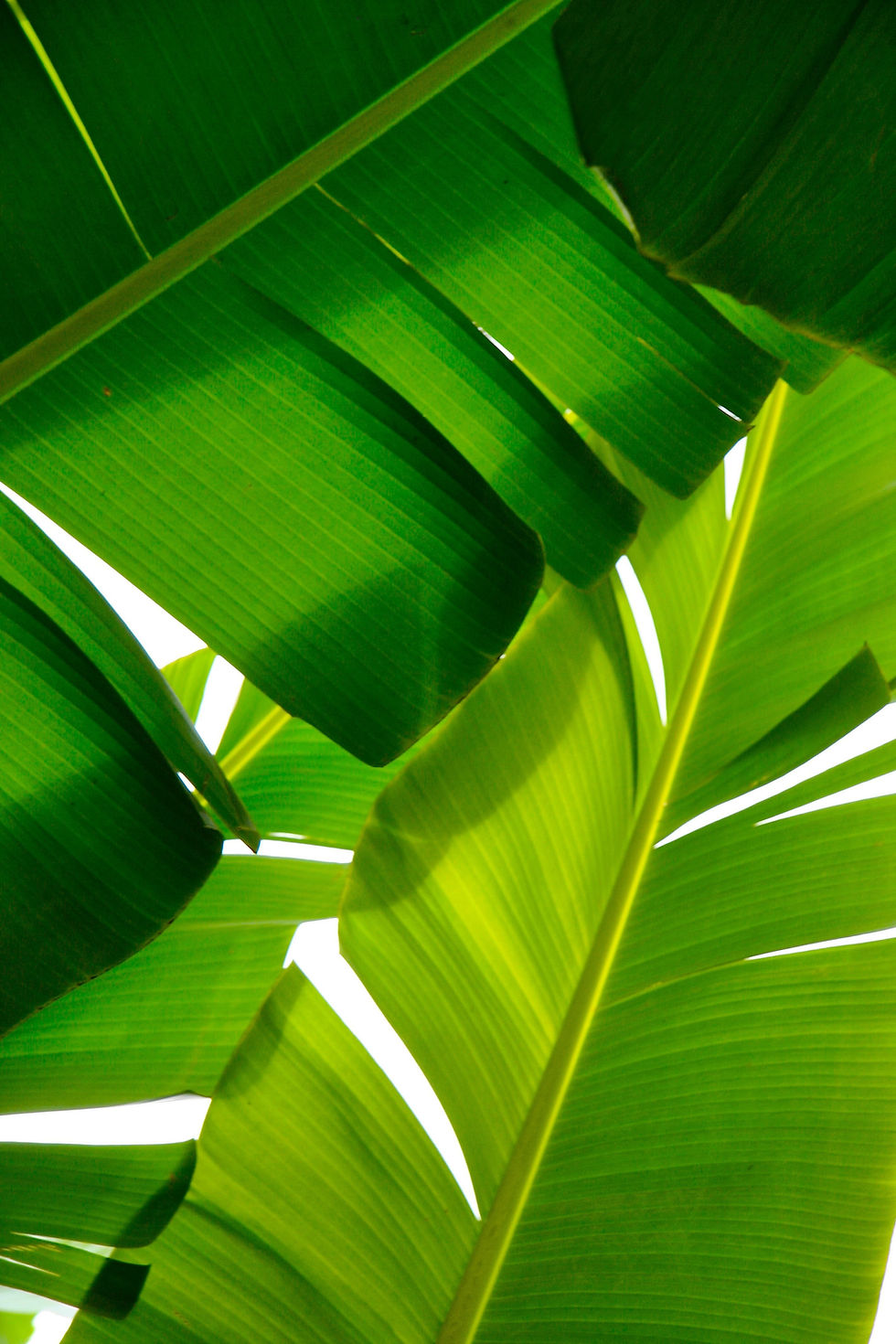 closeup-shot-tropical-green-plants-with-white-background - Copie.jpg