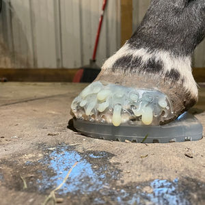 Composite Shoeing