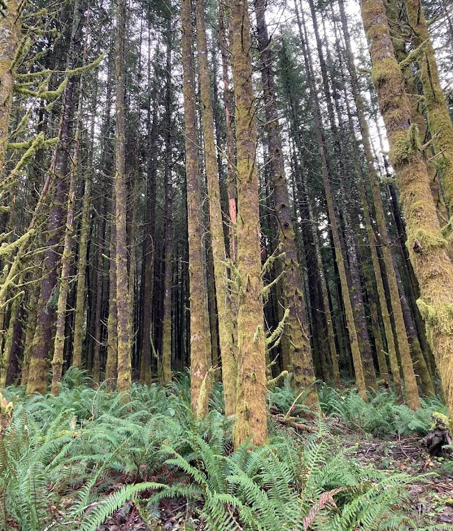 Forest Setting Background.jpg