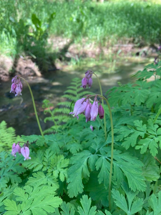 pacific bleeding heart.jpg