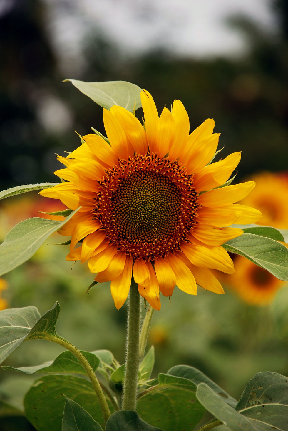 The Selfish Sunflower