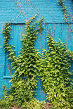 Green Vines